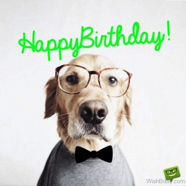 Happy Birthday Dog Image