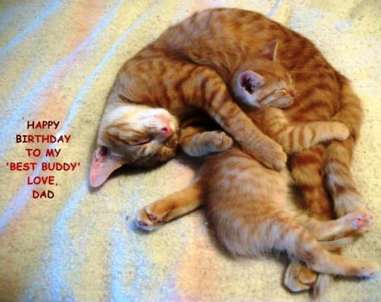 86 Cat Birthday Wishes