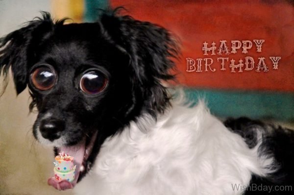 Happy Birthday Wishes For Dog Picture