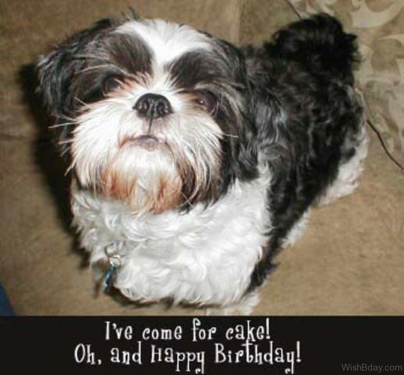 64 Dog Birthday Wishes