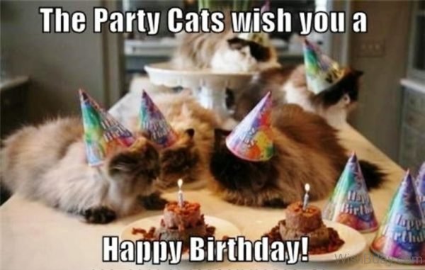 The Party Cats Wish You A Happy Birthday
